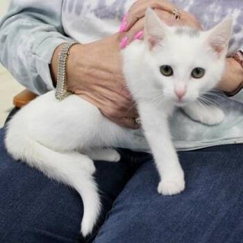 Ruth -  Domestic Short Hair Cat for Adoption in Birmingham, Alabama - Ruth | PetCurious