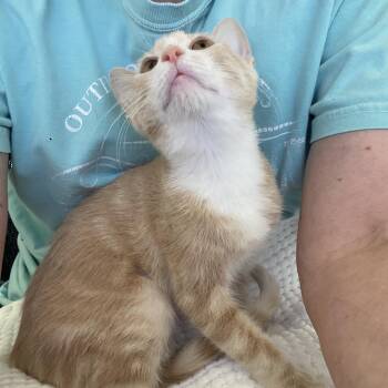 Mercy -  Tabby and Domestic Short Hair Cat for Adoption in Lucas, Texas - Mercy | PetCurious