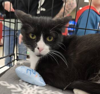 Domestic Short Hair Cats Available for Adoption in Chicago Ridge, Illinois - BOOTSY | PetCurious
