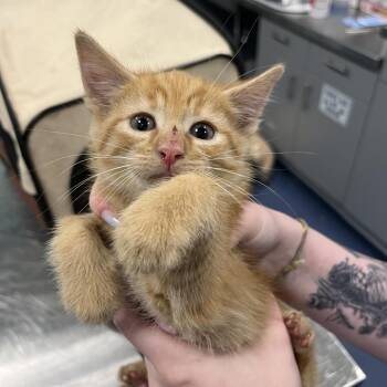 Macaroni (Super Glue) -  Domestic Short Hair Cat for Adoption in Greensboro, North Carolina - Macaroni (Super Glue) | PetCurious