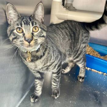 Preheated Oven -  Domestic Short Hair Cat for Adoption in Carencro, Louisiana - Preheated Oven | PetCurious
