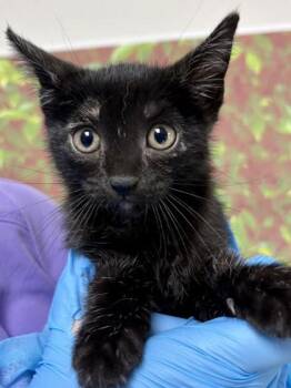 Domestic Short Hair Cats Available for Adoption in San Antonio, Texas - Bark | PetCurious