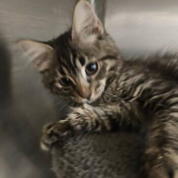 Venus -  Domestic Medium Hair Cat for Adoption in Grantsville, Utah - Venus | PetCurious