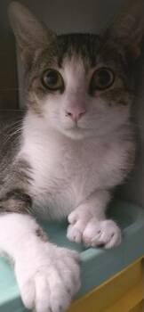 Lovey -  Extra Toes Cat Hemingway Polydactyl and Tabby Cat for Adoption in North Highlands, California - Lovey | PetCurious