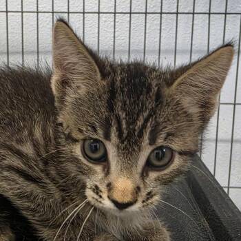 Charlie -  Domestic Short Hair Cat for Adoption in Desert Hot Springs, California - Charlie | PetCurious