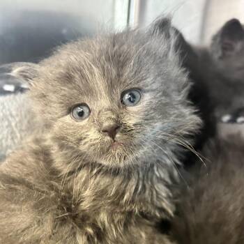 Domestic Long Hair Cats Available for Adoption in Madisonville, Tennessee - Clara | PetCurious