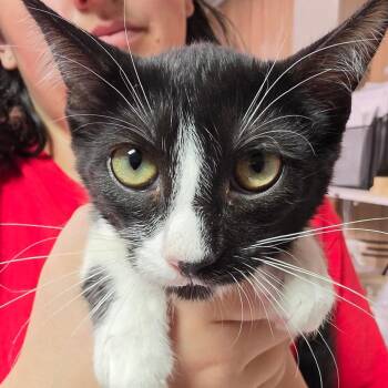 Domi -  Domestic Short Hair Cat for Adoption in Leander, Texas - Domi | PetCurious
