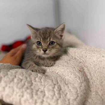 Opie in Burke, VA -  Domestic Short Hair Cat for Adoption - Opie In Burke, VA | PetCurious