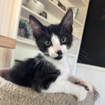 Buckley -  Domestic Short Hair Cat for Adoption in Santa Rosa, California - Buckley | PetCurious