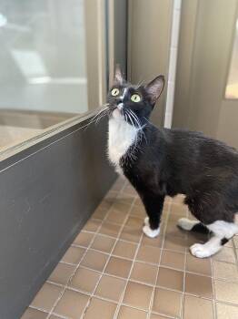 Summer -  Domestic Short Hair Cat for Adoption in Truckee, California - Summer | PetCurious