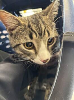 Domestic Short Hair Cats Available for Adoption - Madagascar | PetCurious