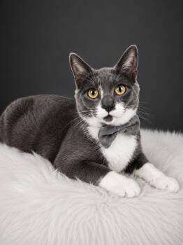 Cowboy -  Russian Blue and Tuxedo Cat for Adoption in Pasadena, Texas - Cowboy | PetCurious