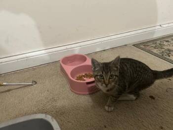 Rescue Domestic Short Hair Cats for Adoption in Auburn, Indiana - Leaf | PetCurious