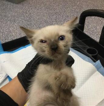A1935946 -  Domestic Short Hair Cat for Adoption in Thousand Palms, California - A1935946 | PetCurious