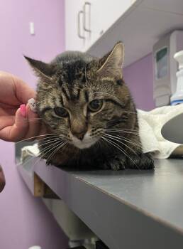 Domestic Short Hair Cats Available for Adoption - Benny | PetCurious