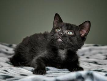 NIX -  Domestic Short Hair Cat Available for Adoption in Santa Fe, New Mexico - NIX | PetCurious
