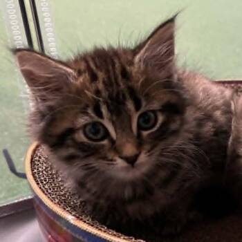 Louise -  Domestic Medium Hair Cat for Adoption in Shinnston, West Virginia - Louise | PetCurious