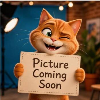 Beada -  Domestic Short Hair Cat for Adoption in Wheaton, Illinois - Beada | PetCurious