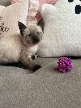 Sabrina -  Siamese and Domestic Short Hair Cat for Adoption in Lodi, California - Sabrina | PetCurious