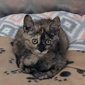 Brioche -  Domestic Short Hair Cat for Adoption in Long Beach, California - Brioche | PetCurious