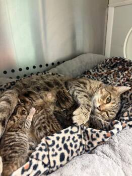 Little Debbie -  Domestic Short Hair Cat for Adoption in Morgantown, Kentucky - Little Debbie | PetCurious