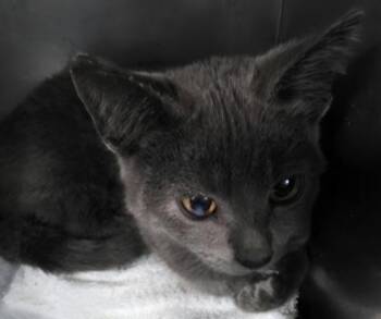 Linbaby -  Domestic Short Hair Cat for Adoption in Simcoe, Ontario - Linbaby | PetCurious