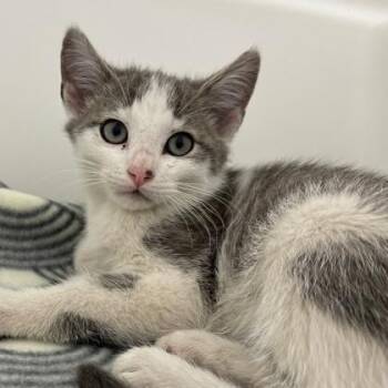 Zayn -  Domestic Short Hair Cat for Adoption in Wheaton, Illinois - Zayn | PetCurious