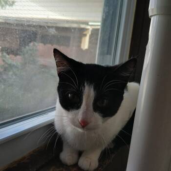 American Shorthair Cats Available for Adoption in Iowa Falls, Iowa - Zelda | PetCurious