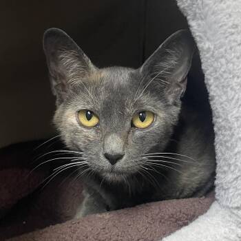 Kitchen Sink -  Domestic Short Hair Cat for Adoption in Chicago, Illinois - Kitchen Sink | PetCurious