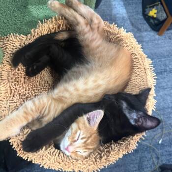 Fred Flinstone -  Domestic Short Hair Cat for Adoption in Spokane, Washington - Fred Flinstone | PetCurious