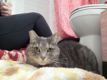Rescue Domestic Short Hair Cats for Adoption in Baltimore, Maryland - Sweet Um | PetCurious