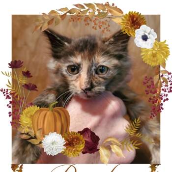 Rescue Domestic Long Hair Cats for Adoption in Oklahoma City, Oklahoma - Prada F-21700 | PetCurious