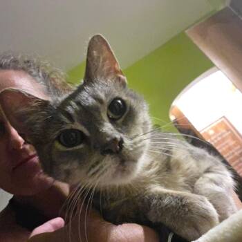 Carmine -  Domestic Short Hair Cat for Adoption - Carmine | PetCurious