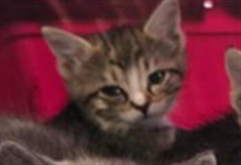 MAPLE -  Domestic Short Hair Cat for Adoption in Casper, Wyoming - MAPLE | PetCurious