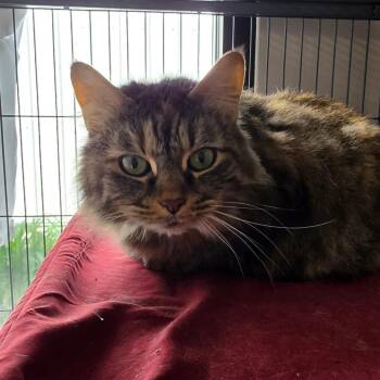 Domestic Long Hair Cats Available for Adoption in Muncie, Indiana - Poppy | PetCurious