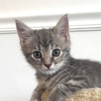 Silver McKenzie  (Stormy kitten) -  Domestic Short Hair Cat for Adoption in Merrifield, Virginia - Silver McKenzie  (Stormy Kitten) | PetCurious