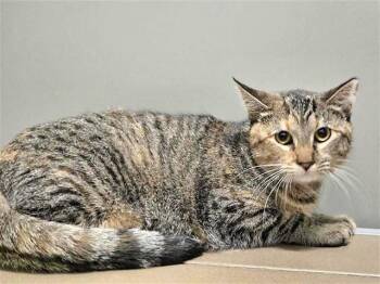 Domestic Short Hair Cats Available for Adoption - TRICK | PetCurious