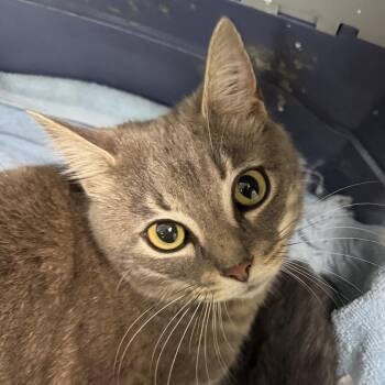 Boo -  Domestic Medium Hair Cat for Adoption in Charleston, West Virginia - Boo | PetCurious