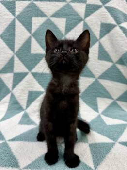 Skipjack -  Domestic Short Hair Cat for Adoption in Columbus, Ohio - Skipjack | PetCurious