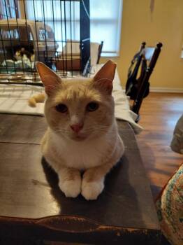 Rescue American Shorthair Cats for Adoption in Greensboro, North Carolina - Mr. Bojangles | PetCurious