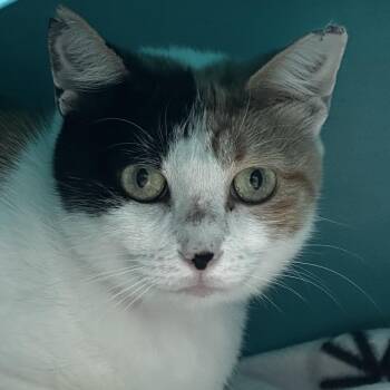 Spice -  Domestic Short Hair Cat for Adoption in Chicago, Illinois - Spice | PetCurious