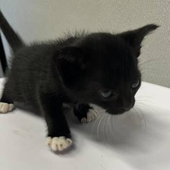 Domestic Short Hair Cats Available for Adoption in Clearwater, Florida - Socks | PetCurious
