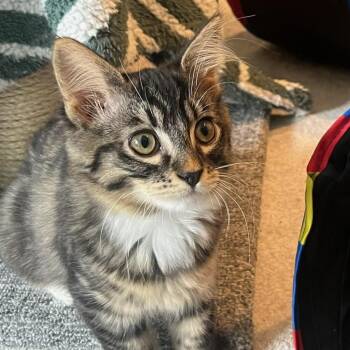 Pip -  Domestic Medium Hair Cat for Adoption in Portland, Oregon - Pip | PetCurious