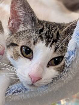 Honeycrisp -  Domestic Short Hair Cat for Adoption in Woodstock, Illinois - Honeycrisp | PetCurious