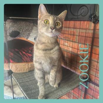 Tabby Cats Available for Adoption in Lawton, Oklahoma - ZOOKIE | PetCurious