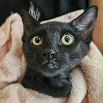 Go-Go -  Domestic Short Hair Cat for Adoption in Fairway, Kansas - Go-Go | PetCurious