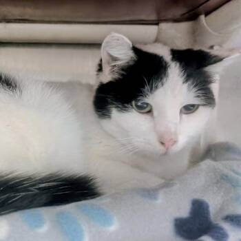 Domestic Short Hair Cats Available for Adoption in Springfield, Illinois - Truffle | PetCurious
