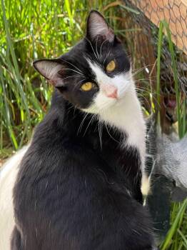 Bakey -  Domestic Short Hair Cat for Adoption in Colorado Springs, Colorado - Bakey | PetCurious