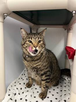 Domestic Short Hair Cats Available for Adoption - Butterball | PetCurious