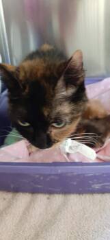 Wilma aka Mamma -  Domestic Short Hair Cat for Adoption in Georgetown, Ohio - Wilma Aka Mamma | PetCurious